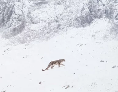 Miniatura: To ma być najbardziej relaksujący film...