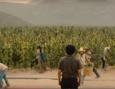 Miniatura: Jeszcze więcej „Narcos”. Netflix właśnie...