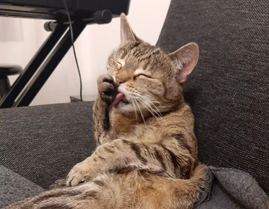 Miniatura: Te koty podbiły filmy i seriale. Lista...