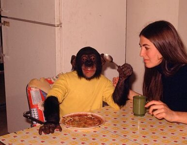 Miniatura: O szympansie, który miał zostać...